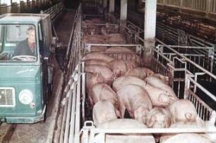 Schweinefütterung