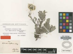 Antennaria magellanica Schultz-Bip. [isotype]