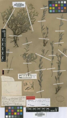 Heliotropium campestre Griseb. [holotype]