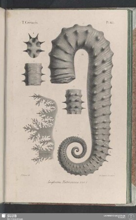 Pl. 122
