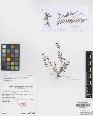 Ceradenia jimenezii M.Kessler & A.R.Sm. [paratype]
