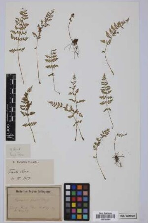 Cystopteris fragilis fragilis (L.) Bernh.