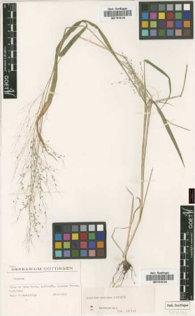 Panicum