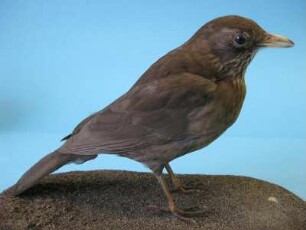 Amsel, Turdus merula, weiblich