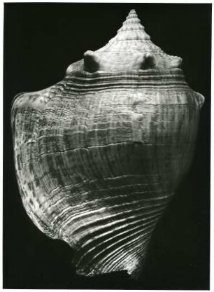 Strombus alatus Gmel. pyrulatus Lam.