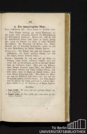 2. Die schwefelgelbe Rose. Rosa sulphurea Ait. Rose jaune - Yellow rose.