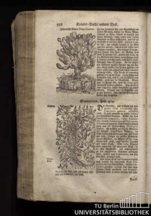 Cap. 404. Scammonea.