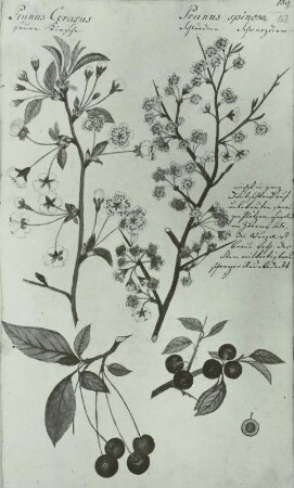 Pflanzenhandschrift: Rosengewächse - Rosaceae, :Sauerkirsche - Prunus cerasus L., Schwarzdorn, Schlehe - Prunus spinosa L. blühend mit Früchten,