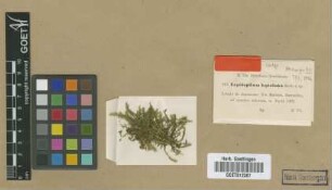 Lepidopilum leptoloma Broth. [isotype]