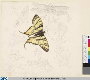Schmetterling, Pflanzen und andere KleinTier