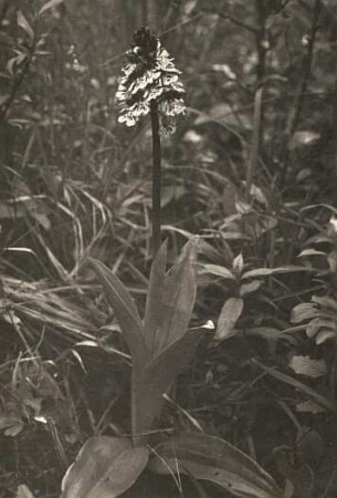 Purpur-Knabenkraut : Purpur-Knabenkraut (Orchis purpurea)