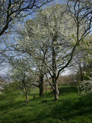 Mirabelle von Nancy oben im Apfelgarten - Baum 41