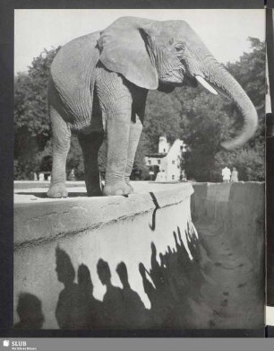 Hellabrunn
