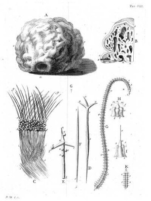 Tav. VIII