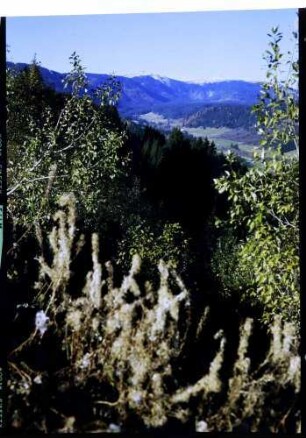 Feldberg, Bärental: Blick ins Bärental, Vordergrund Gräser