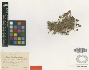 Asperula affinis Boiss. & Huet [type]