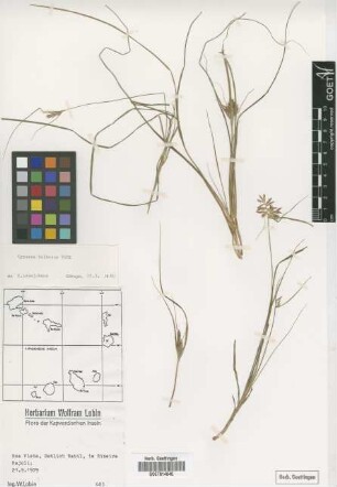 Cyperus bulbosus Vahl