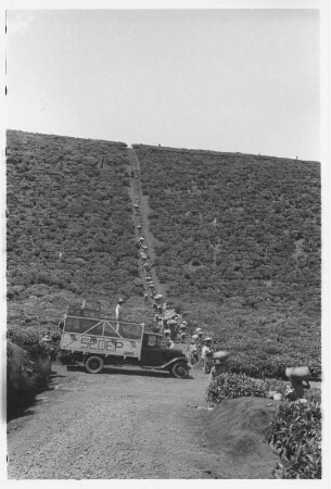 Urwaldvegetation : Landschaft mit einer Landstraße auf der Personen und ein Automobil sind