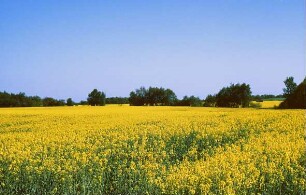 Rapsfeld