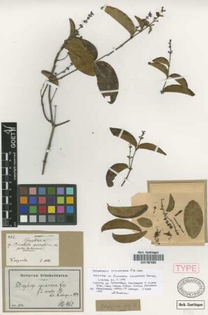 Tetrapterys squarrosa (Griseb.) Griseb. f. ovata Nied.