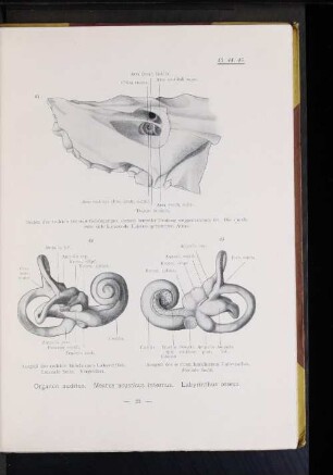 45. Ausguß des rechten knöchernen Labyrinthes. Mediale Seite.