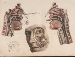 Anatomie der Hohlräume im Kopf