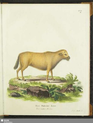 Bos Bubalus Linn. Var. indica Femina