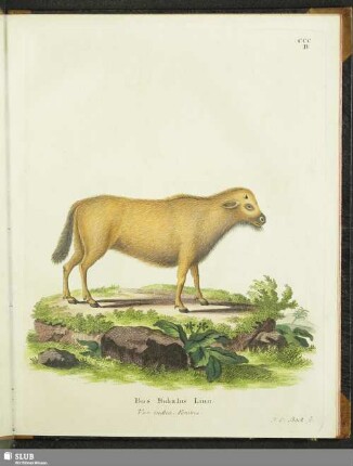 Bos Bubalus Linn. Var. indica Femina