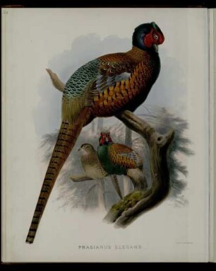 [Plate VIII.] Phasianus elegans