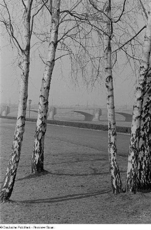 Zeppelinbrücke, im Vordergrund mehrere Birken