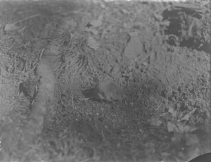 Kurzohrmaus : Kurzohrmaus (Microtus subterranus Selys-Longchamps), auch kleinäugige Wühlmaus.