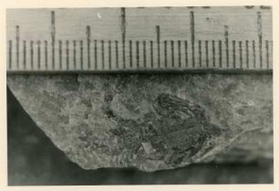 Bohrkern der Tiefenbohrung Freital (F 9), Teufe (Tiefe im Bergwerk) 249,50-254,70 m, 15 cm vor Krone. Niederhäslich-Schweinsdorf Formation. Oberes Kalkflöz; graue Kalkmergellage mit Kleinsaurier Melanerpeton gracile gracile; Gegendruck. Bannewitz-Boderitz, Bohrpunkt südlich des letzten Hauses, östlich der Straße zum Marienschacht