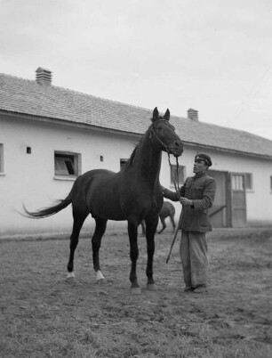 Pferdezucht des Staatsguts bei Baltschik