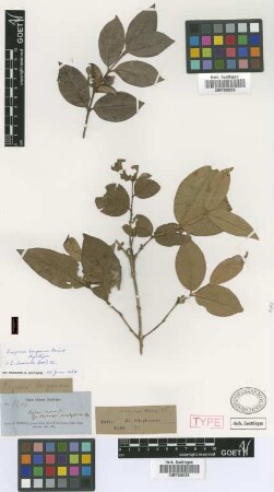Eugenia bergiana Griseb. [syntype]