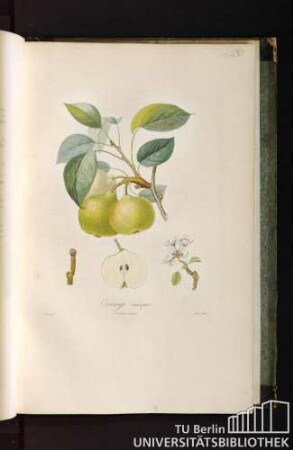 Pl. LXII. Orange musquée.