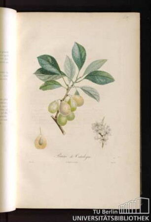 P. IV. Prune de Catalogne.