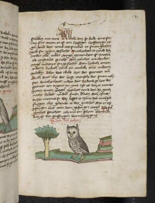 Vogel: Eule; (Teil III B: Von den Vögeln)