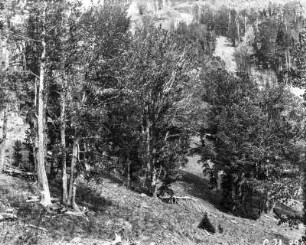Am Dunraven Pass : Koniferenwald am Rand des Dunraven Passes.
