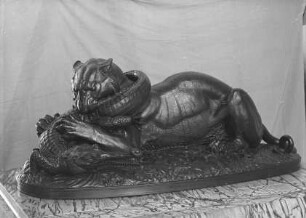 Tiger der ein Krokodil verschlingt