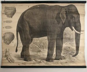 Indischer Elefant und Afrikanischer Elefant