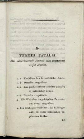 9. Termes Fatalis. Die allverheerende Termite oder sogenannte weisse Ameise.