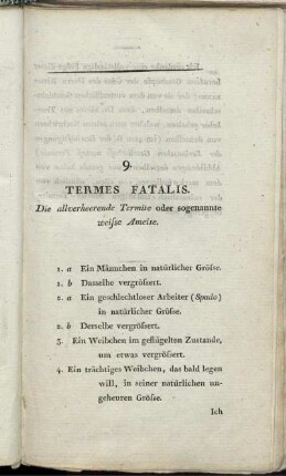 9. Termes Fatalis. Die allverheerende Termite oder sogenannte weisse Ameise.