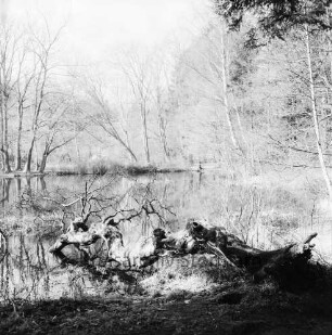 Park Manhagen: Teich: vorn umgefallener Baum im Wasser: vorn rechts und am gegenüberliegenden Ufer Bäume