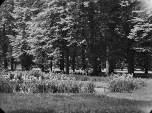 Dresden-Pillnitz. Schloss Pillnitz. Schlosspark