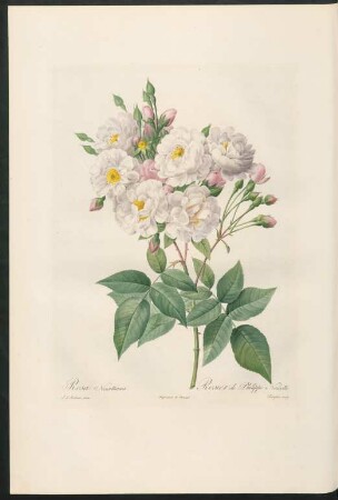 Rosa Noisettiana. Rosier de Philippe Noisette. Langlois sculp.