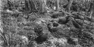 Waldboden : Die Struktur des Waldbodens.