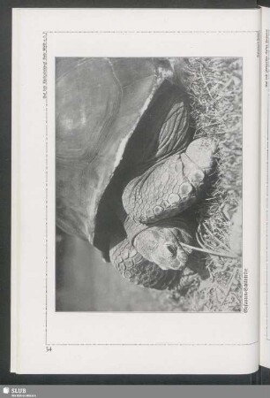 Elefanten-Schildkröte