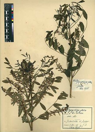 Leguminosae Glycyrrhiza gabra, v. violacea Boissier, Edmond (1810 - 1885) [Jericho, Tell es-Sultan, Yeriho]
