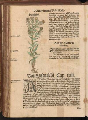Von Wisen Köl, Cap. CXIII