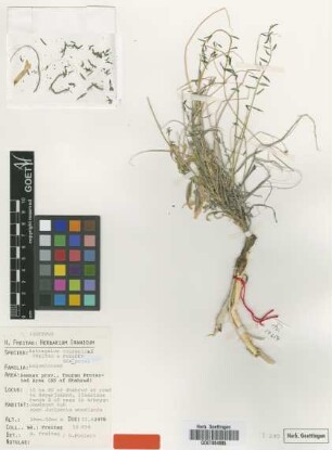 Astragalus touranicus Freitag & Podlech [isotype]